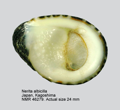 Nerita albicilla (3).jpg - Nerita albicilla (Linnaeus,1758)